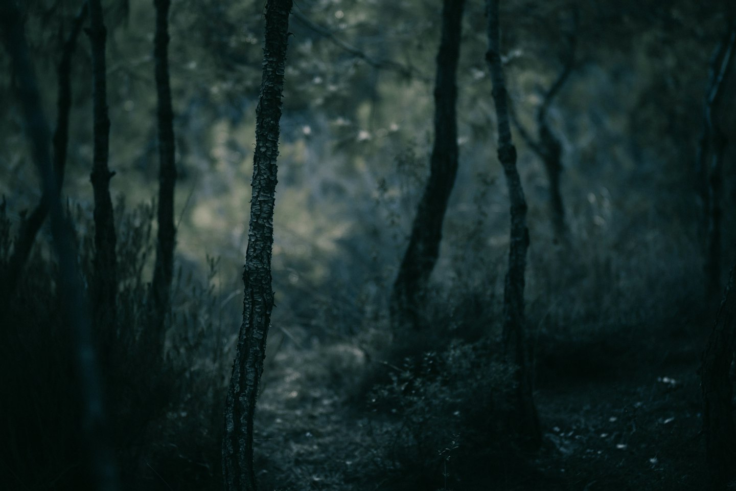 Slender trees stand in a dense forest.